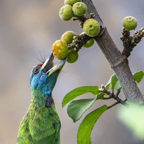 Hungry Barbet