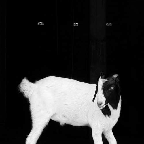 Photo #7700029