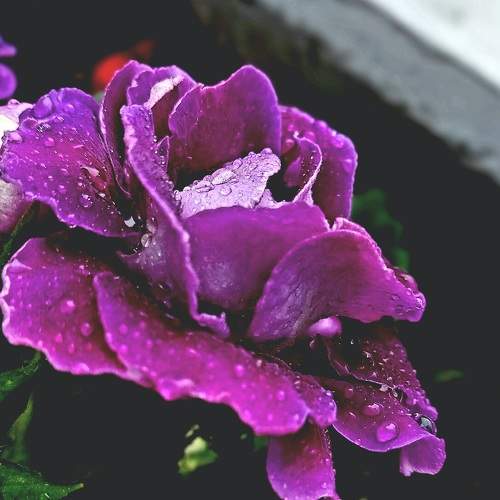 Photo #7700406