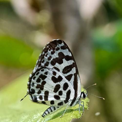 Photo #7701122