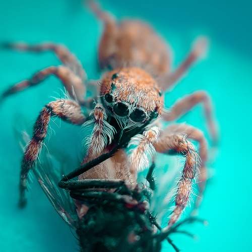 Photo #7701449