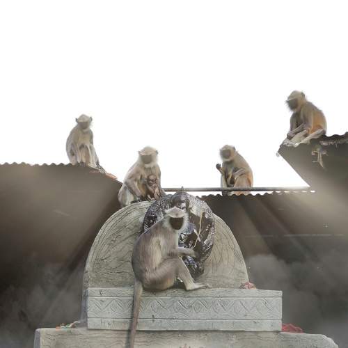 Monkeys in temple