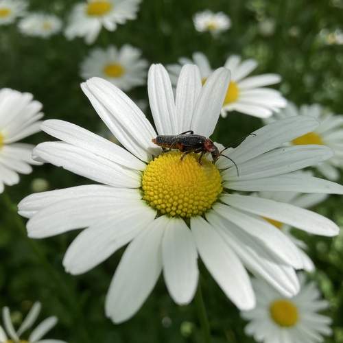 Photo #7704312