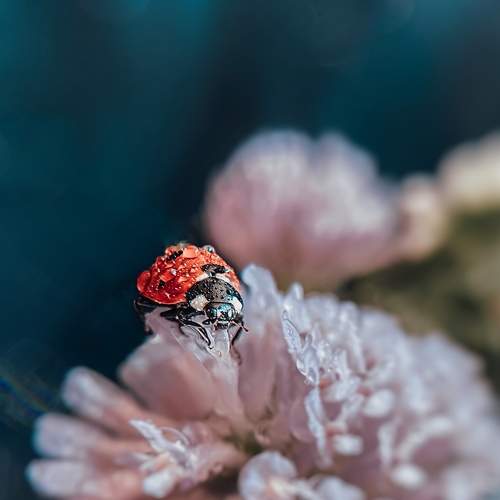 Photo #7705326