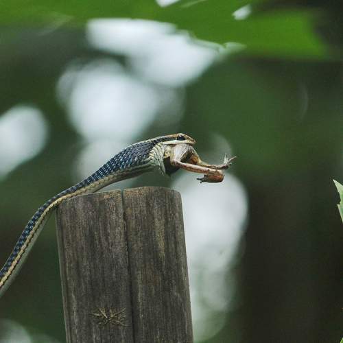 Mouthful