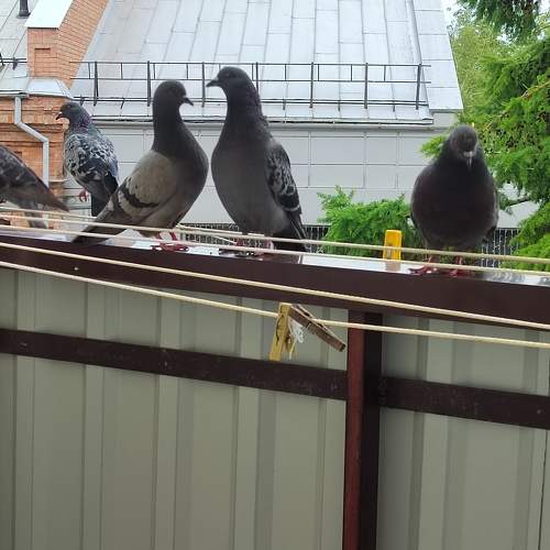 Photo #7705554
