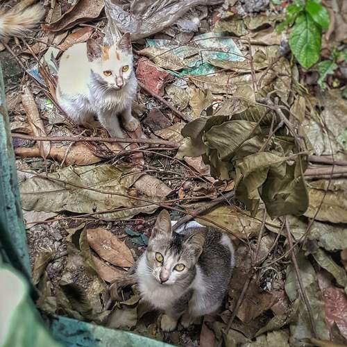 Photo #7706350
