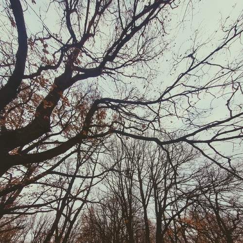 Oak forest