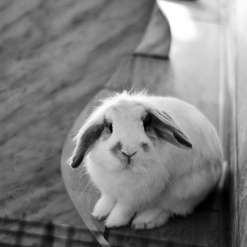 Photo #7707232