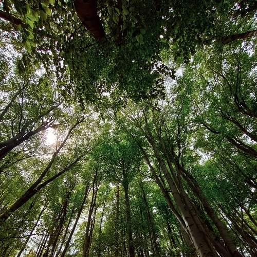 Green morning