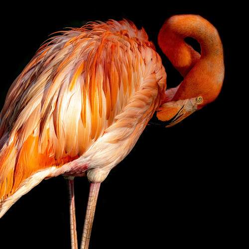 Red Flamingo
