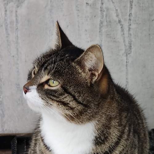 Photo #7709662