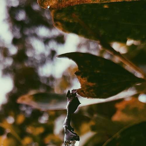 Photo #7710325