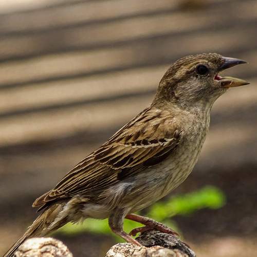 Photo #7710971