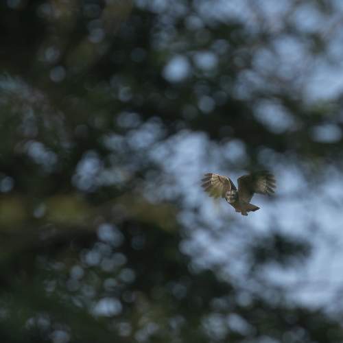 MOTTLED WOOD OWL IN FLIGHT !!