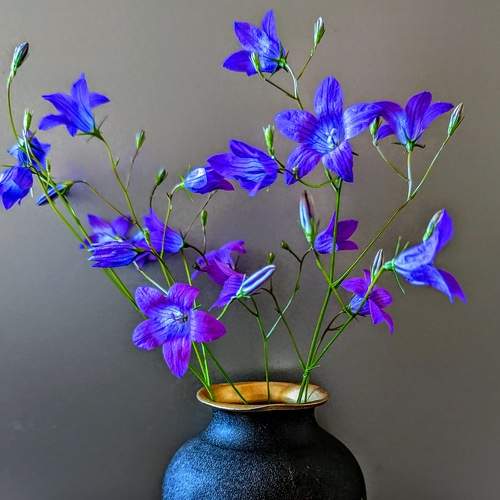 Photo #7713163