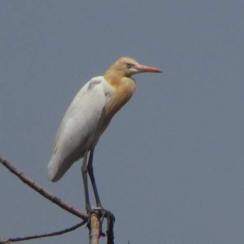 Yellow billed egret