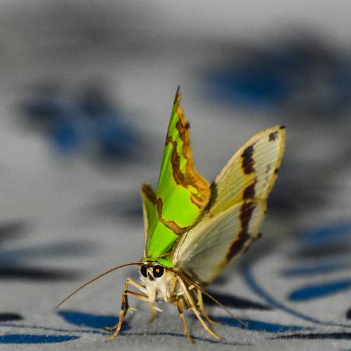 Green Butterfly