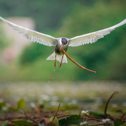 Fly above the base