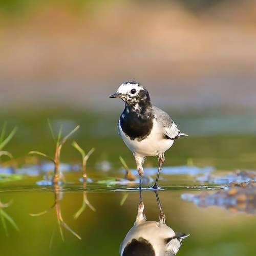 Photo #7715873