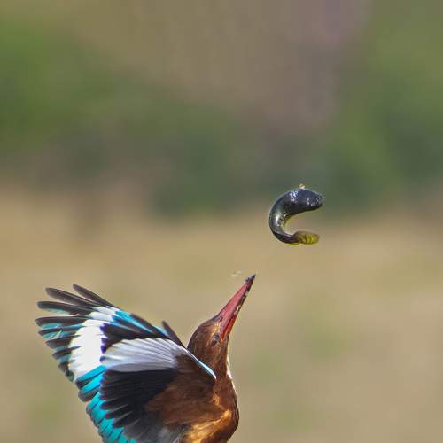 The ultimate toss.