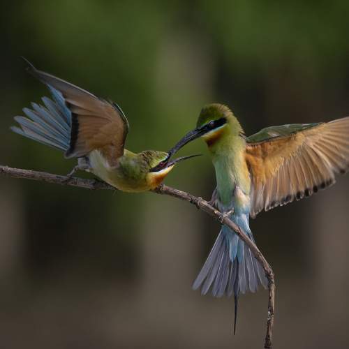 Action