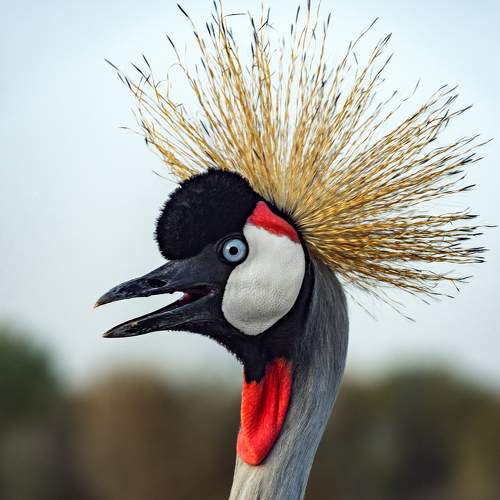 Eastern Crowned Crane Portraits