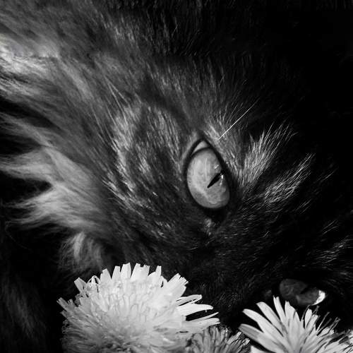 Photo #7719558