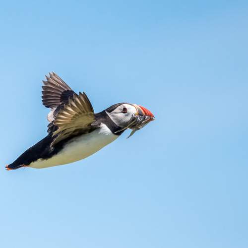 Atlantic Puffin in flight to feed the young