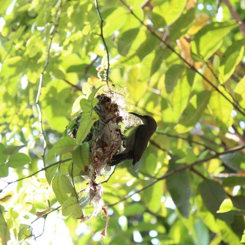 Purple-rumped sunbird making home for their family