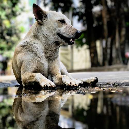 Summer Dog