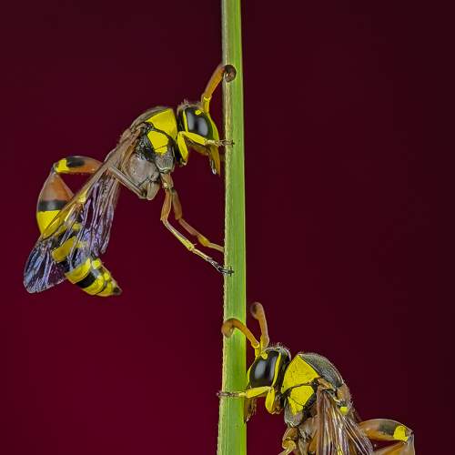 Dancing Potter Bee