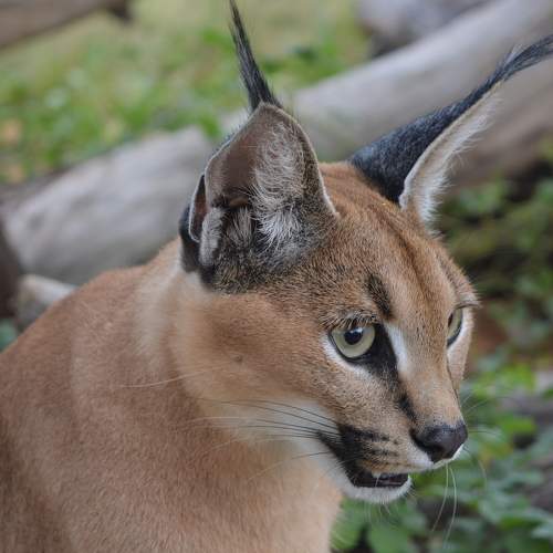 Photo #7721898