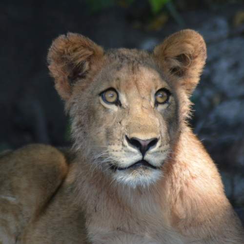 Photo #7721985