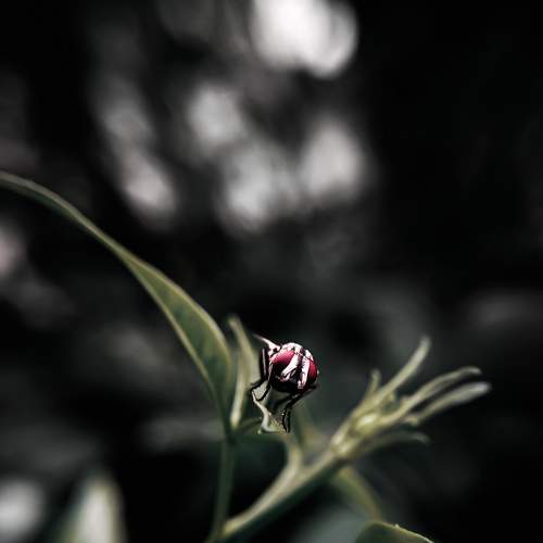 Photo #7722052