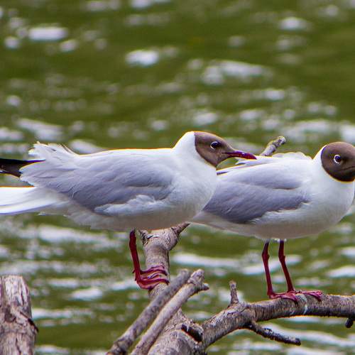 Photo #7722380