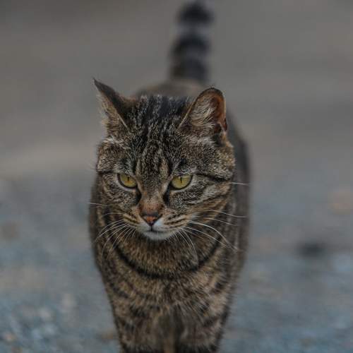 Photo #7723096
