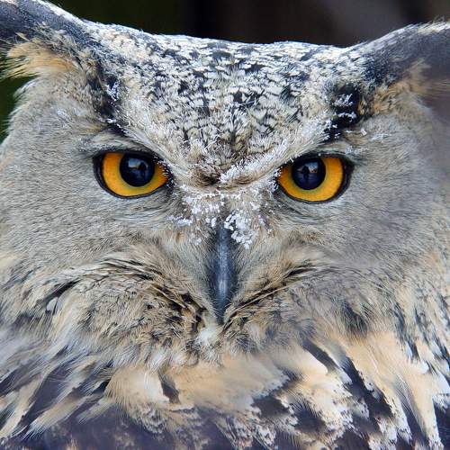 Photo #7723353