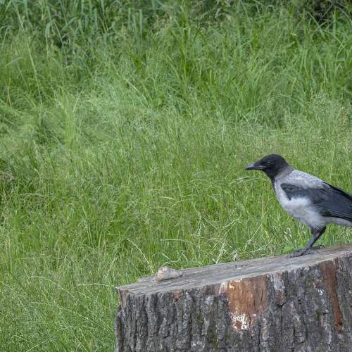 Photo #7723402