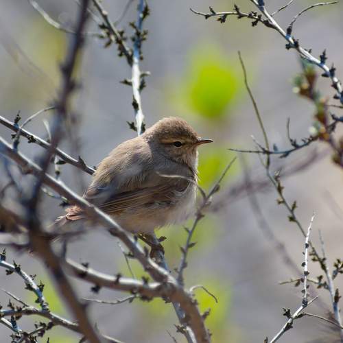 Photo #7723799