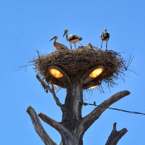 White stork