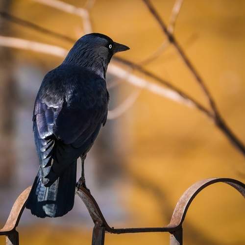 Photo #7726040