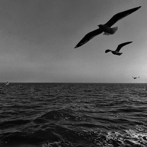freedom birds