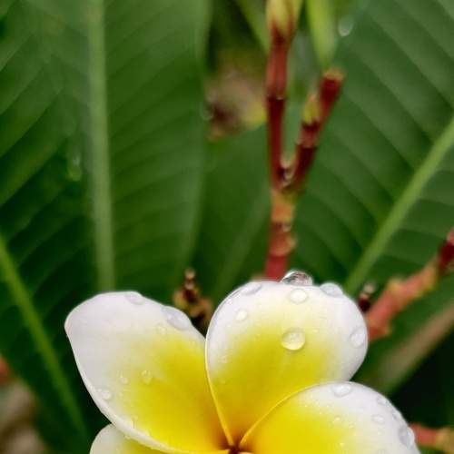 Araliya Flower