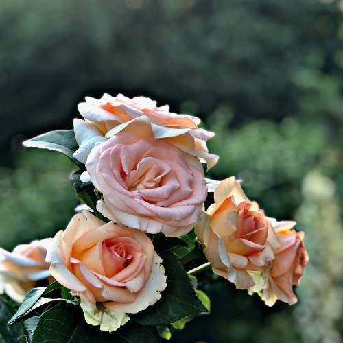 Photo #7732659