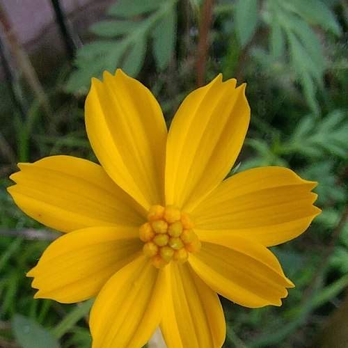 yellow flower