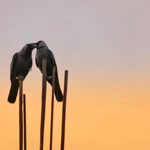 The love of crows