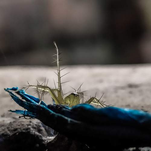 Photo #7736101