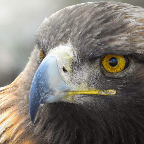 Golden Eagle Portrait