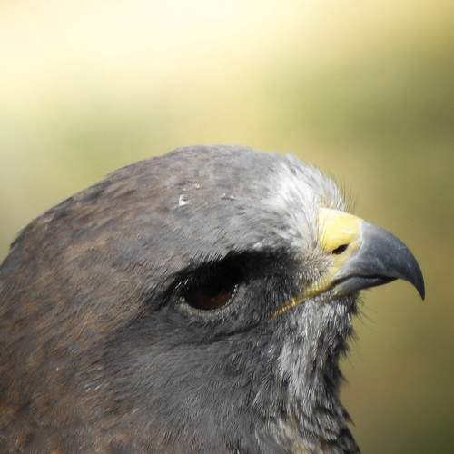 Red-tailed Hawk